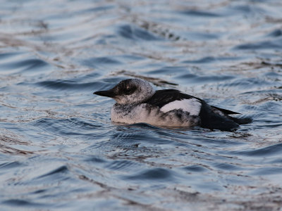 Black guillemot (Cepphus grylle)