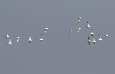 Crab plover (Dromas ardeola) 