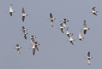 Bar-tailed Godwit (Limosa lapponica) 