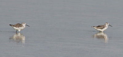 Marsh Sandpiper (Tringa stagnatilis)