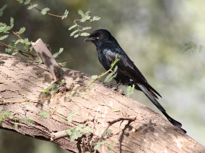 Black Drongo (Dicrurus macrocercus)