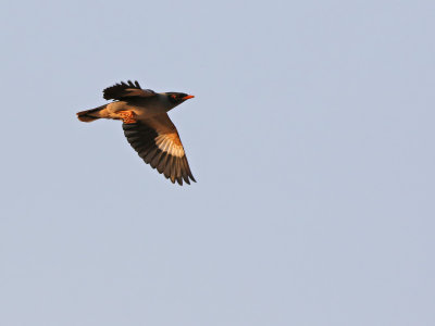 Bank Myna (Acridotheres ginginianus) 