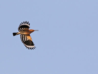 Hoopoe (Upupa epops)