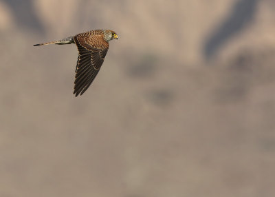 Lesser Kestrel (Falco naumanni) 