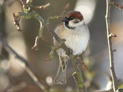 Eurasian Tree Sparrow (Passer montanus) x House Sparrow (Passer domesticus)