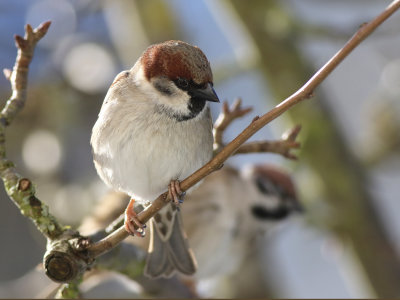 Eurasian Tree Sparrow (Passer montanus) x House Sparrow (Passer domesticus) 