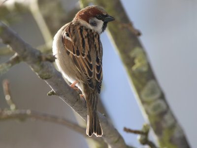 Eurasian Tree Sparrow (Passer montanus) x House Sparrow (Passer domesticus)