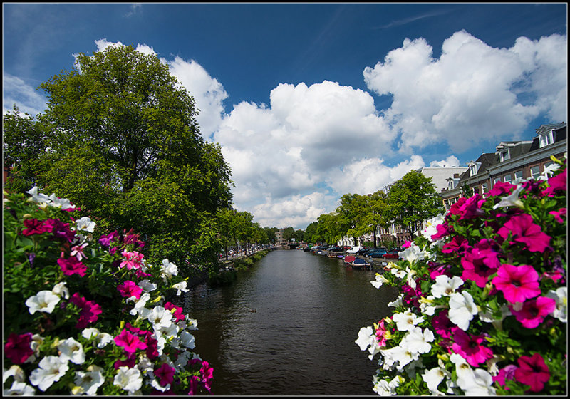 Canal Flowers II
