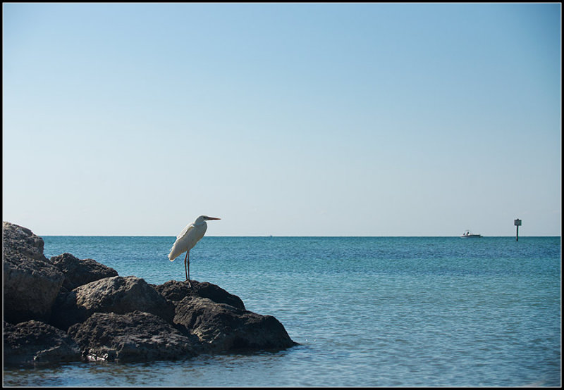 Great White Heron II