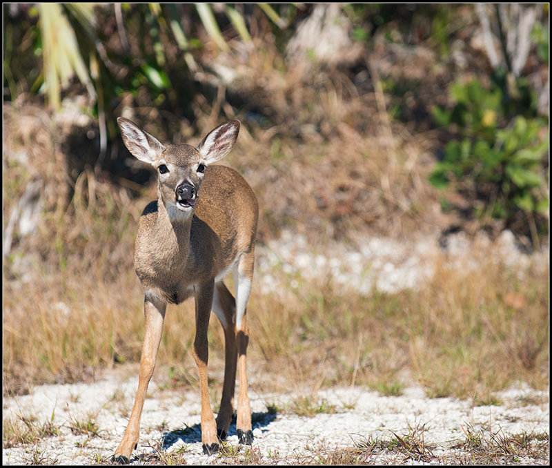 Key Deer II