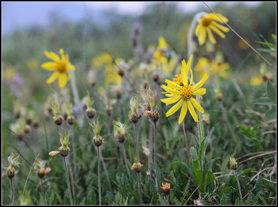Yellow Flowers
