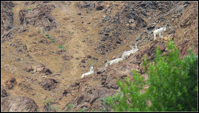 Dall Sheep Herd