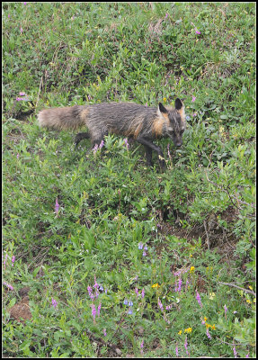Fox