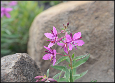 Fireweed