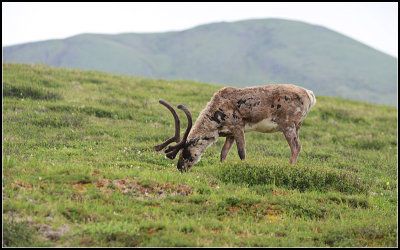 Caribou II