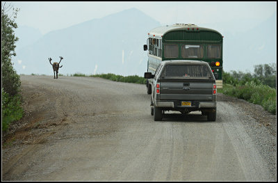 Caribou on the Road
