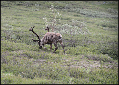 Caribou I