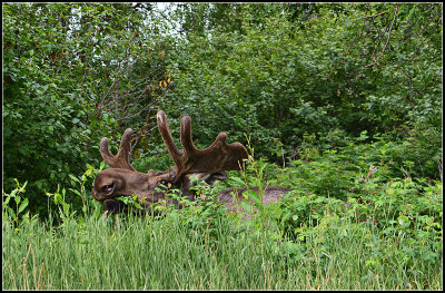 City Moose III