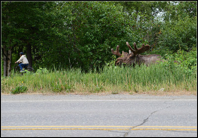City Moose IV