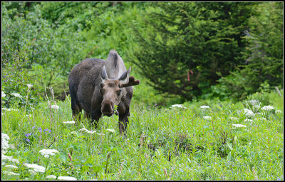 Another City Moose I