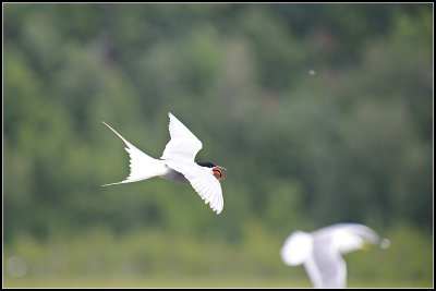 Seabirds Flying