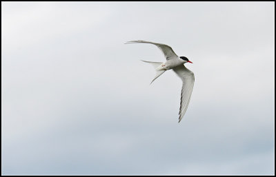 Flying Tern