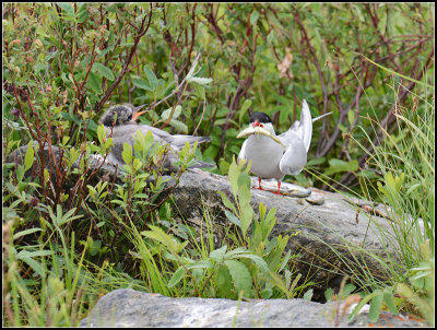 Tern and Chick I