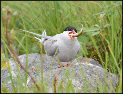 Eating a Fish