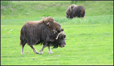 Muskoxen