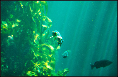Fishes I