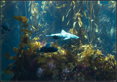 Fishes II