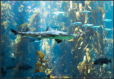 Fishes III