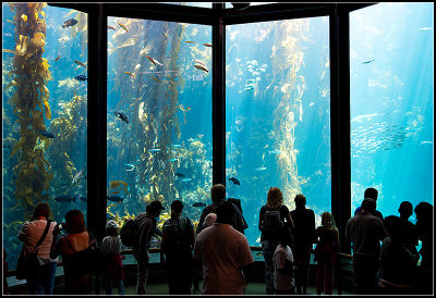 Viewing the Fishes