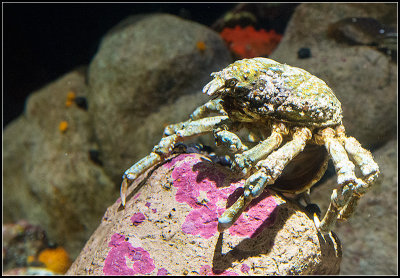 Weird-Lookin' Crab