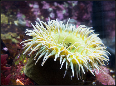 Anemone