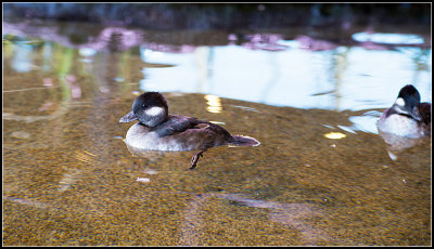 Ducks