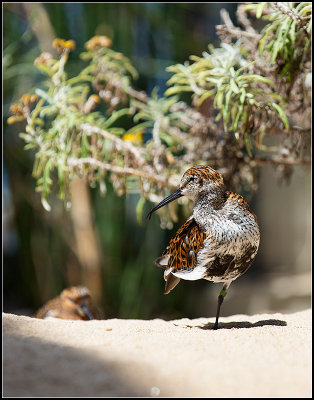 Dunlin