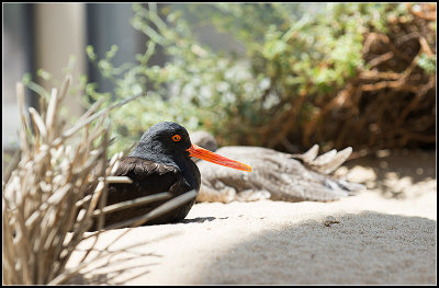 Black Oystercatcher
