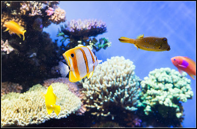 Colorful Fishes