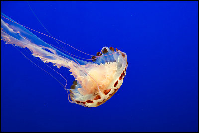 Purple-Striped Jelly I