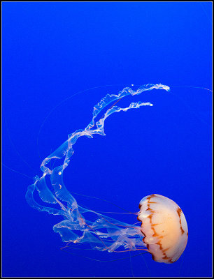 Purple-Striped Jelly II