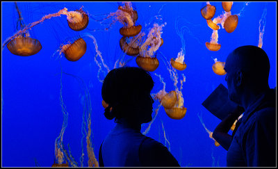 Pacific Sea Nettles IV