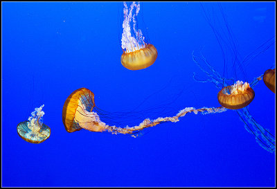 Pacific Sea Nettles I