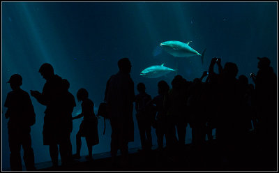 Silhouettes and Tuna