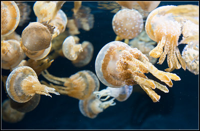 Spotted Jellies I