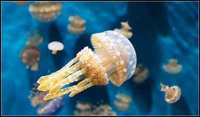 Spotted Jellies II