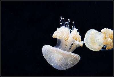 White-Spotted Jellyfish