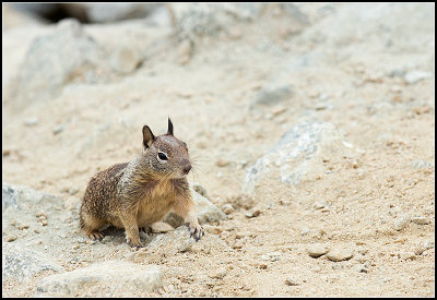 Ground Squirrel I