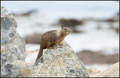 Ground Squirrel II