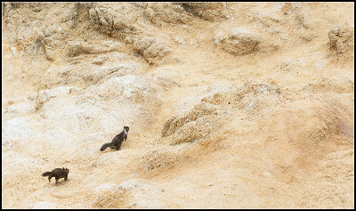Ground Squirrels Playing